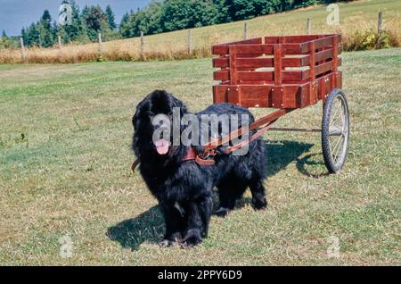 Newfoundland dog 2024 pulling cart