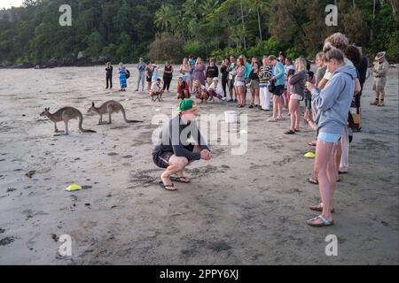 Wallabies feeding at sunrise on Casuarina Beach, Cape Hillsborough National Park, Queensland, Australia Stock Photo