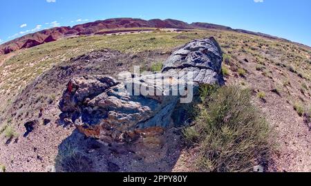 A black colored petrified tree log near the Lithodendron Wash in Petrified Forest National Park Arizona. This area is called the Black Forest. Stock Photo