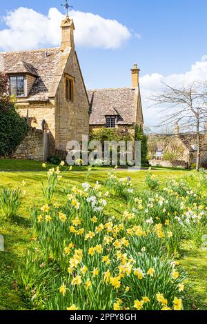 Springtime daffodils in the Cotswold village of Saintbury, Gloucestershire, England UK Stock Photo