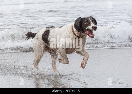 English Springer Spaniel running in the sea Stock Photo