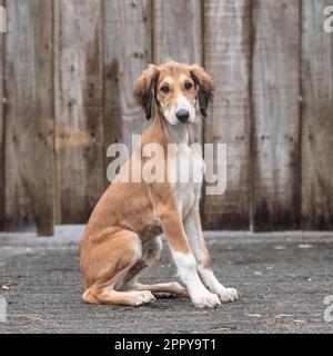 saluki puppy Stock Photo