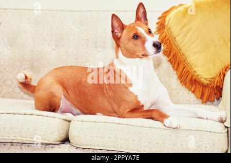Basenji laying on beige couch with yellow pillow Stock Photo