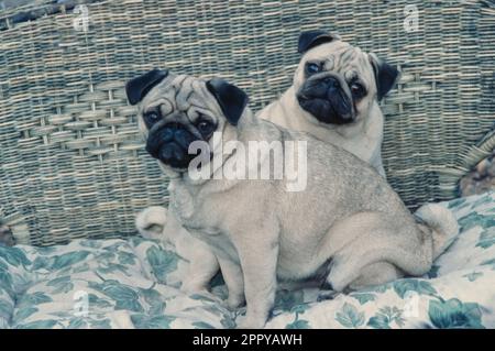Two pugs sitting on wicker couch with cushion Stock Photo