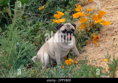 Pug near orange flowers outside in field Stock Photo