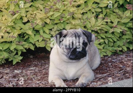 Pug laying down in front of bushes outside with paws in front looking left Stock Photo