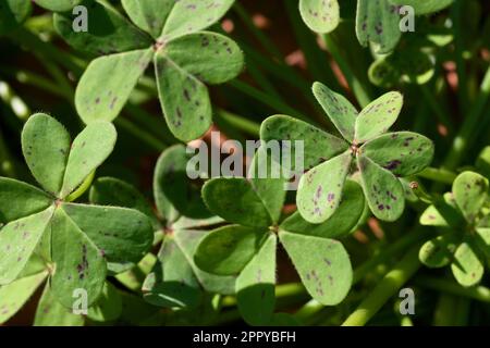 Detail of some leaves of a wild clover type plant known as Oxalis pes-caprae illuminated by natural light on a sunny day Stock Photo