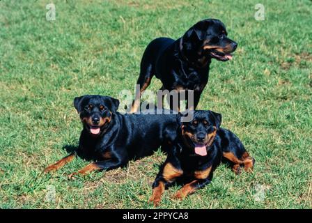 Three Rottweilers together in a field Stock Photo