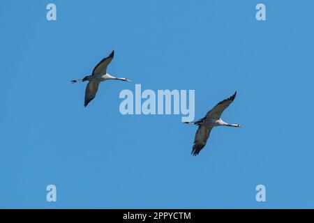 Two cranes (Grus grus) in flight flying over Otmoor RSPB Nature Reserve in spring, Oxfordshire, England, UK Stock Photo