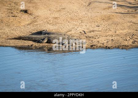 2 nile crocodiles (Crocodylus niloticus) relaxing on the beach right beside the water. Side view of full body. Hwange National Park, Zimbabwe, Africa Stock Photo