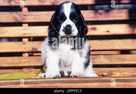 American Cocker Spaniel puppy sitting on wood bench Stock Photo