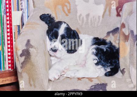 Cute American Cocker Spaniel puppy sleeping in chair with horse design Stock Photo