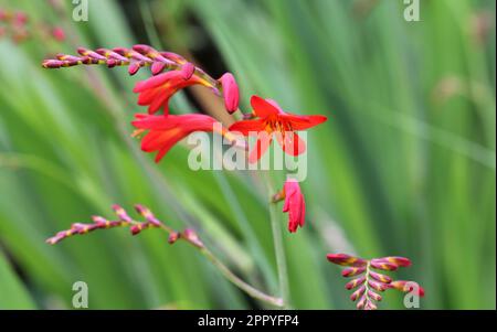 Red Crocosmia 'Lucifer' montbretia in flower Stock Photo