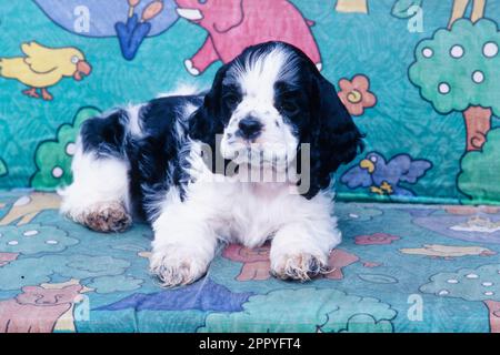 American Cocker Spaniel puppy laying on blanket with cartoon animal design Stock Photo