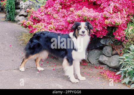 Australian Shepherd in front of stunning pink flower bush outside Stock Photo