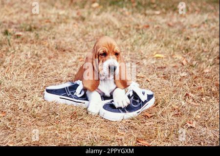 Basset hound sale logo shoes