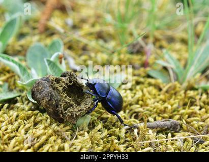 Anoplotrupes stercorosus,dor beetle moving feces