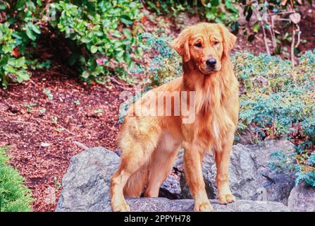 Majestic Golden Retriever standing outside on rocks in forest Stock Photo
