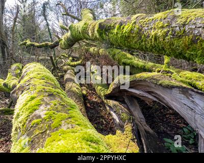 Trees toppled by storm force winds in serpentine Woods, Kendal, Cumbria, UK. Stock Photo