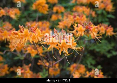 Flame Azalea (Rhododendron calendulaceum), Sarah P. Duke Gardens, Duke University, Durham, North Carolina, United States Stock Photo