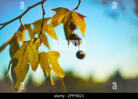 Green leaves on a tree in the morning Stock Photo