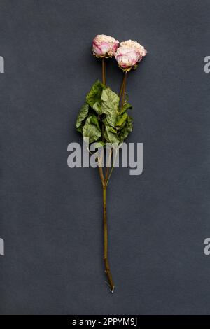 Dried rose branch on black background top view. The concept of loneliness or age. Unhappy love. A loss. Sadness. Stock Photo