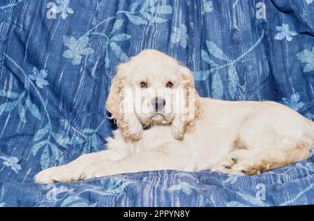 American Cocker Spaniel puppy laying in blue bean bag chair Stock Photo ...