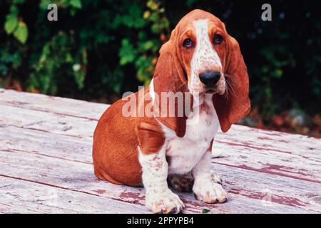 Basset Hound sitting on wooden outdoor table in front of bushes Stock Photo