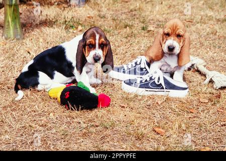 Basset hound shop shoes