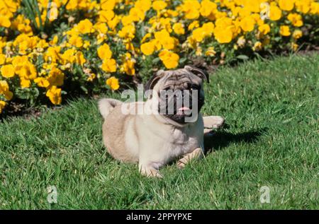 Pug laying down in grass outside in front of bed of yellow flowers Stock Photo