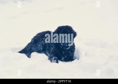 Black Newfoundland sitting in winter snow Stock Photo