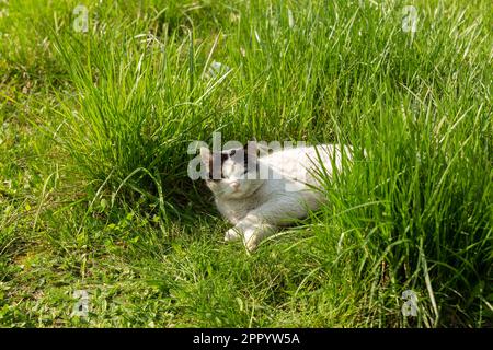 Horizontal photo of adult cat with black-white fur who lays and rests in the garden on grass. Lawn is green. Cat looks what happens in the garden. Stock Photo
