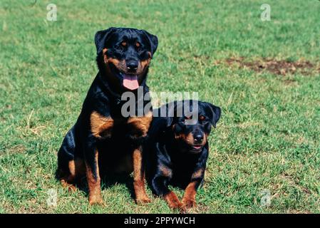 Rottweilers together in field Stock Photo