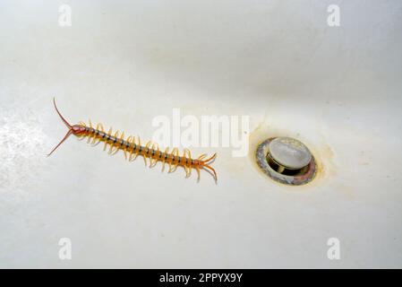 The Arizona Giant Centipede, Scolopendra Heros, that had crawled out of the drain of a bathroom sink and could not escape. Stock Photo