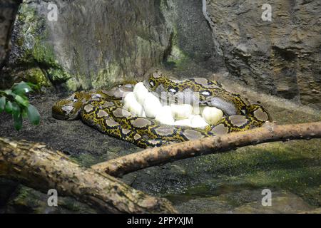 The reticulated python lies around its eggs. Python is one of the largest snakes.  Stock Photo