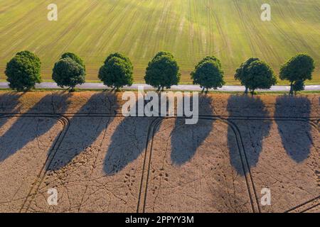 Aerial view over silver linden / silver lime trees (Tilia tomentosa) bordering country road in summer on the countryside in rural Skane, Sweden Stock Photo