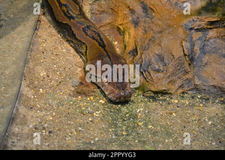Reticulated python in a zoo terrarium. Python close up.  Stock Photo