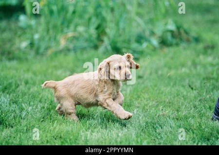 Adorable American Cocker Spaniel puppy running in grass outside Stock Photo