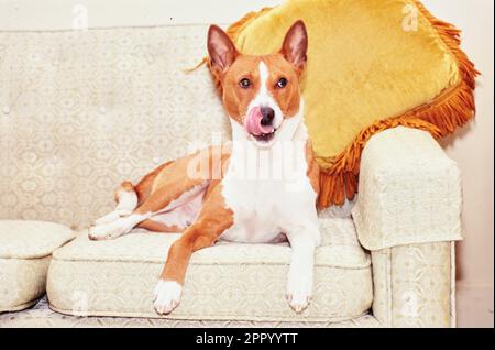 Basenji laying on beige couch licking lips Stock Photo