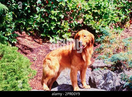 Golden retriever standing outside in sunshine on rock in forest Stock Photo