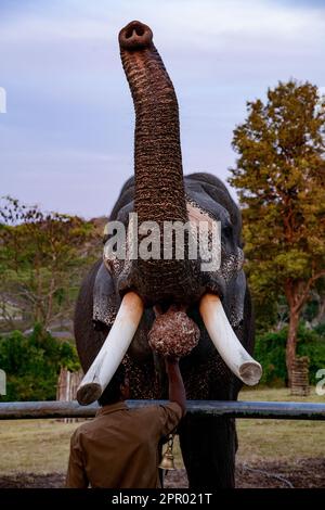 Theppakadu Elephant Camp Masinagudi Mudumalai Tamil Nadu Stock Photo