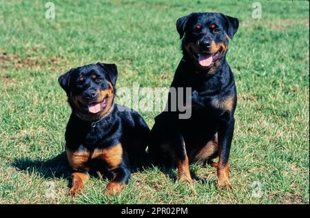 Rottweilers together in a field Stock Photo