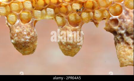 Not closed queen cell honey bee close up Stock Photo