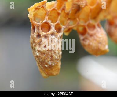 Not closed queen cell honey bee close up Stock Photo