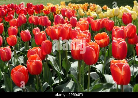 Garden, Red, Tulips, Darwin hybrid Tulip, Tulipa Ad Rem Stock Photo