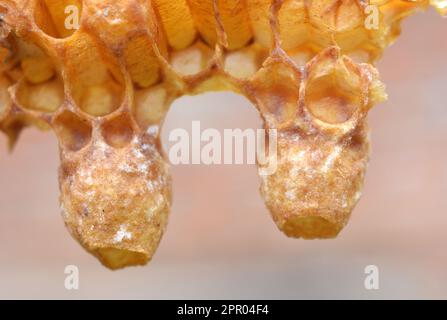Not closed queen cell honey bee close up Stock Photo