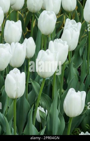 Darwin hybrid, Group, Darwin Tulip, Tulipa 'Hakuun', White tulips Stock Photo