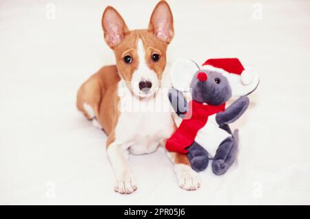 Basenji puppy laying on white background with mouse toy wearing Christmas hat and scarf Stock Photo