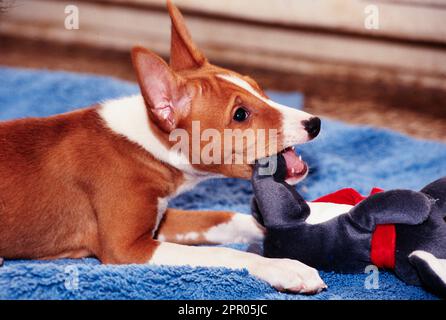 Basenji chewing stuffed animal toy laying on blue rug Stock Photo