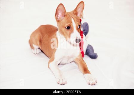 Basenji stuffed hot sale animal